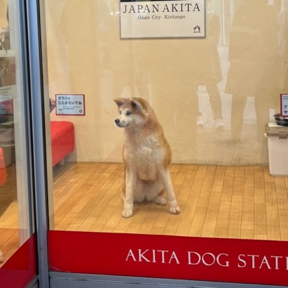 秋田犬には会えました
